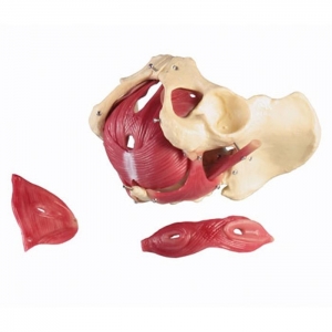muscoli del pavimento pelvico