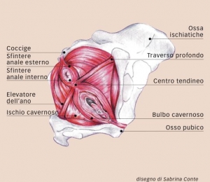 pavimento pelvico anatomia