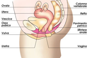 pavimento-pelvico-sezione-laterale-big